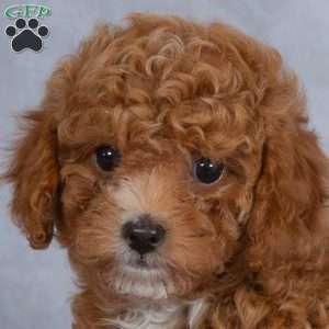 Autumn, Miniature Poodle Puppy